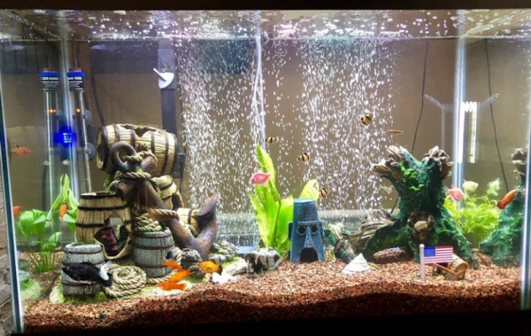 Aquarium modern dan canggih dengan sistem pembersihan otomatis